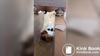 girl poops in toilet shaft