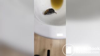 Insects swimming in the toilet
