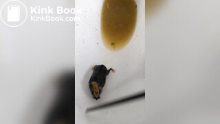 Insects swimming in the toilet