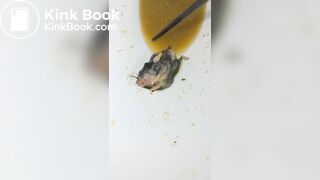 Insects swimming in the toilet