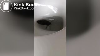Insects swimming in the toilet