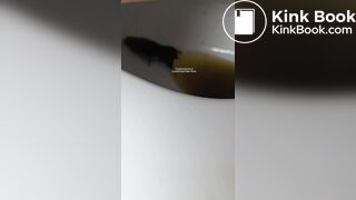 Insects swimming in the toilet