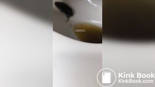 Insects swimming in the toilet