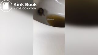 Insects swimming in the toilet