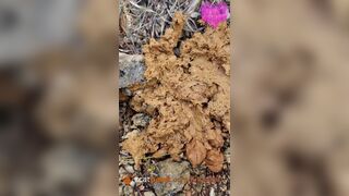 Soft shit at music festival