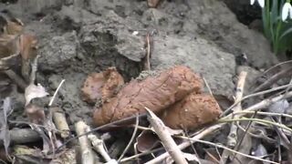 WINTER POO IN THE WOODS