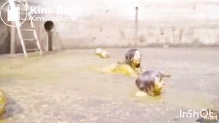 My favorite trailers