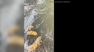 NAKED GIRL POOPING IN A RIVER IN THE WOODS