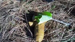 LOVELY POO IN THE WOODS