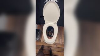 Goddess sera-黑丝女神脚下的犬化黄金奴