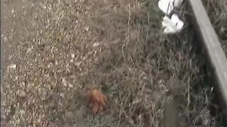 Poo and pee on the train track..