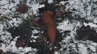 To poo in the snowy woods..