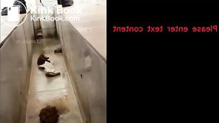 Fresh Morning Dry Turd