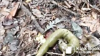 Outdoor poo in the woods..