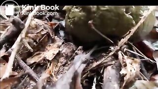Outdoor poo in the woods..