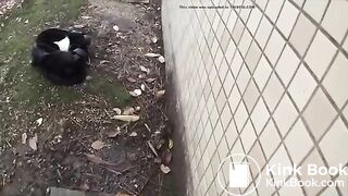 her shit's for the STREETS !