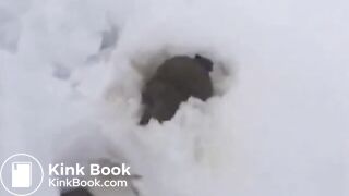 Just a poo in the snow..