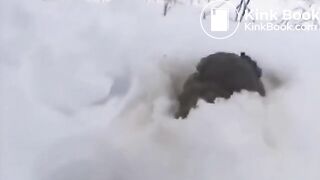 Just a poo in the snow..