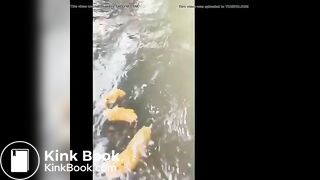A poo in a stream..