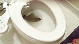 Big poo stuck in toilet clogging..