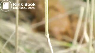 Roadside woodland poo..