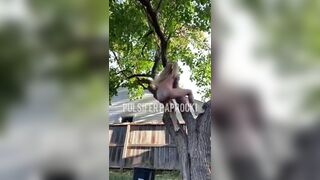 P.P shitting from a tree