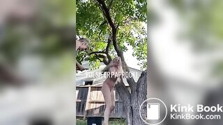 P.P shitting from a tree