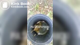 P.P shitting from a tree