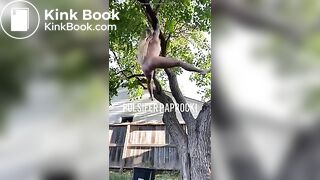 P.P shitting from a tree