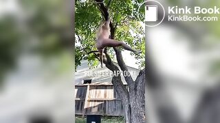 P.P shitting from a tree