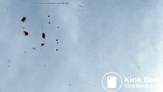 Poo on the windscreen of a car..