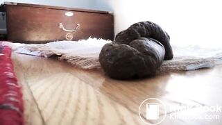 Amateur Shits and Sniffs