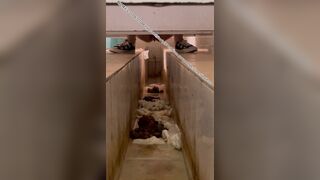 Beautiful women pooping in the toilet 15