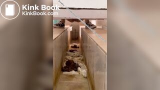 Beautiful women pooping in the toilet 15