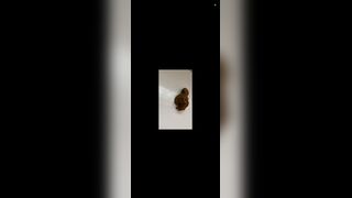 Piss n shit - video 2