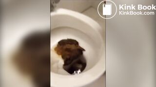Face in Full Toilet