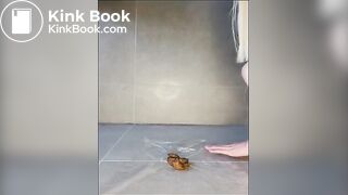4 nice poops..