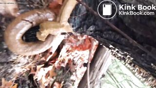 Brown Snake in Autumn