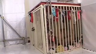 Japanese_scat 1