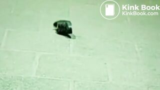 Women Sneaker Scat Compilation Girl