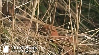 Girl pooping - video 440