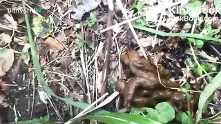 Her poo in the woods..