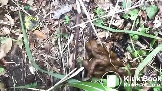 Her poo in the woods..