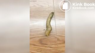 SHITTY GIFT FROM A STUDENT GIRL TO A TEACHER