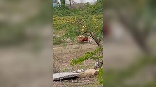 Pooping 1 - video 12