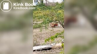 Pooping 1 - video 12