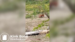 Pooping 1 - video 12