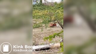 Pooping 1 - video 12