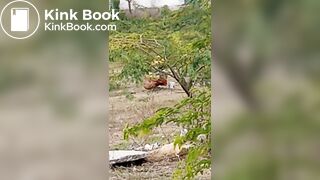 Pooping 1 - video 12