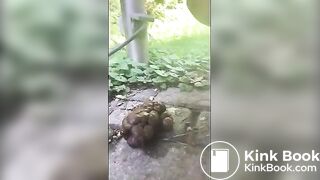 A thick turd in the yard..